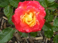 DSCF0295.webp