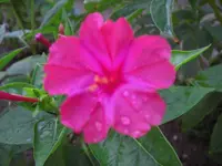 CIMG6949.webp