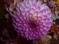 P1160370.webp