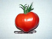 12.10.01-costoluto-strawberry.webp