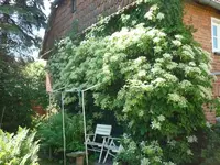 rosenbeet.webp