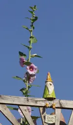 Schneerose 1.webp