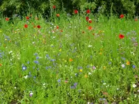 Murmelchen.webp
