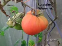 BILD0912.webp