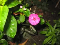 IMG_4778.webp
