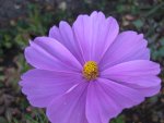 Cosmea_pink.JPG