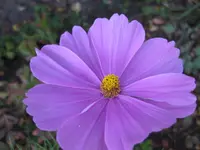 Cosmea_pink.webp