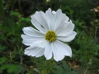 Cosmea_weiß.webp