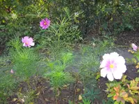Cosmeen.webp