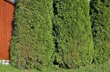 D70_8209.webp