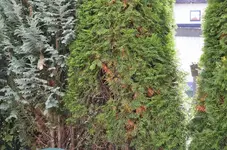 D70_8202.webp