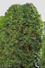 D70_8220.webp