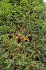 D70_8219.webp