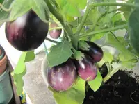 013.webp