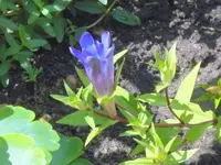 SDC15015.webp