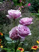 SDC14860.webp