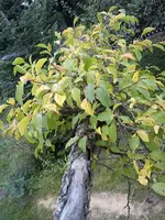 DSC00038.webp