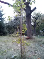 DSC00049.webp