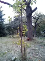 DSC00049.webp