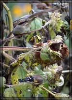 comp_DSC00397.webp