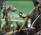 comp_DSC00399.webp