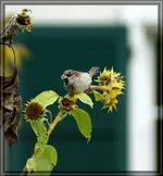 comp_DSC00390.webp