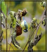 comp_DSC00406.webp