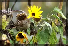 comp_DSC00402.webp