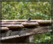 comp_DSC00412.webp