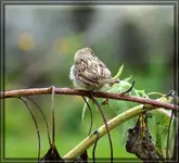 comp_DSC00414.webp
