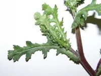 100_8387.webp