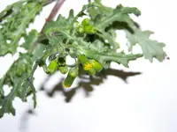 100_8388.webp