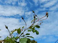 Himmlisch_204.webp