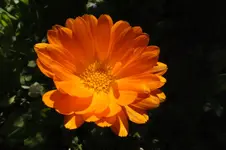 ringelblume.webp
