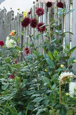 Dahlien 121003.webp