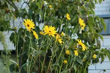 Sonnenblume 121003.webp