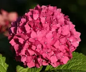 Hortensienbluete 121003_2.webp