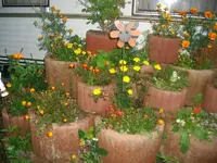 blume.webp