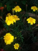 blume1.webp