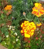 blume2.webp