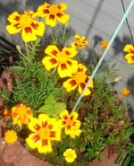 blume3.webp