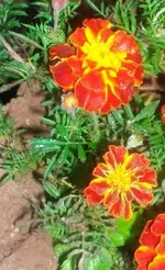 blume4.webp
