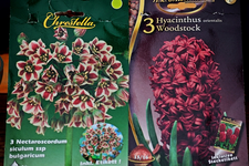Korb mit 6xBulgarLauch und 3xHyzWoodstock_640.webp