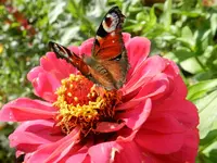 Schmetterling_232.webp