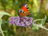 Schmetterling_240.webp