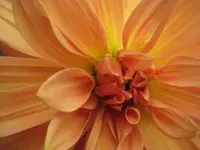 dahlie 001.webp