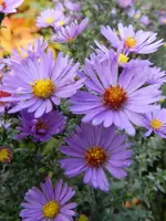 Herbstaster_109.webp