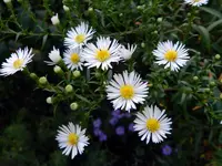 Herbstaster_073.webp