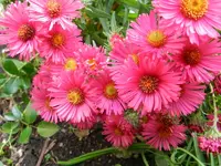 Herbstaster_115.webp