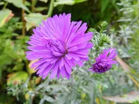 Herbstaster_131.webp